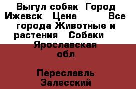 Выгул собак. Город Ижевск › Цена ­ 150 - Все города Животные и растения » Собаки   . Ярославская обл.,Переславль-Залесский г.